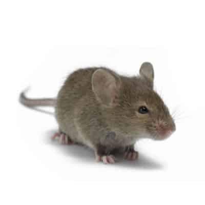 MOUSE CONTROL PRODUCTS