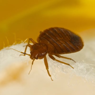BED BUG CONTROL PRODUCTS