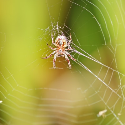 SPIDER CONTROL PRODUCTS
